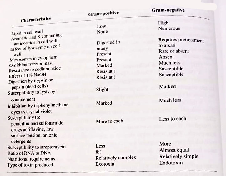 Some Different between Gram-positive and Gram-negative bacteria